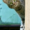 Кошка в съёмной квартире: полосатая кошка на белом подоконнике